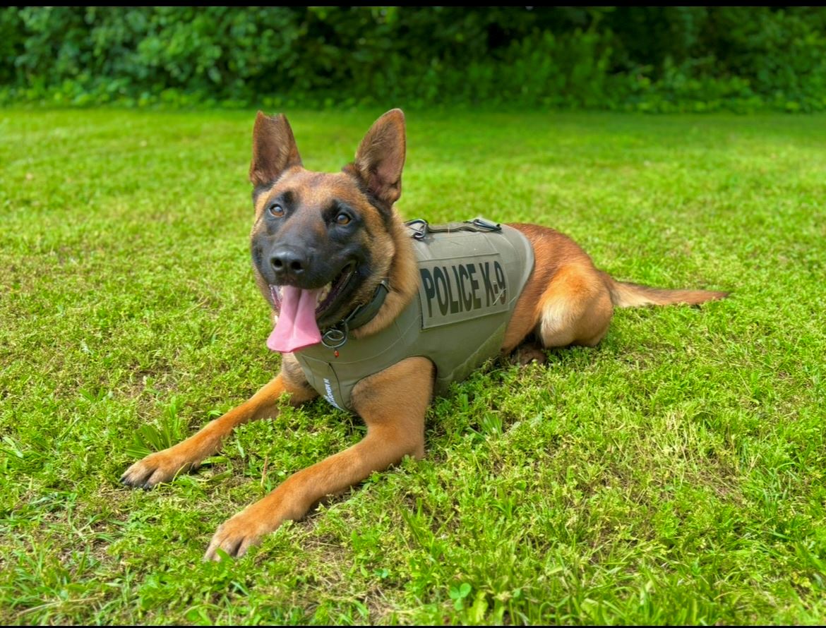 K9 Ozzy wearing new vest gifted by Vested Interest